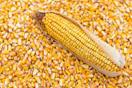 Grain and animal feed products